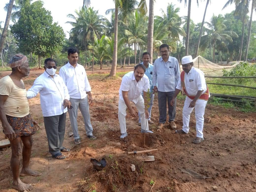 Tree plantation at the foundation premises